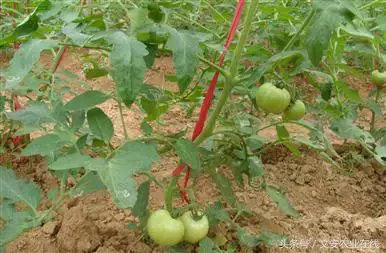 最新西红柿种植技术_西红柿种植技术大全_西红柿种植最新技术有哪些