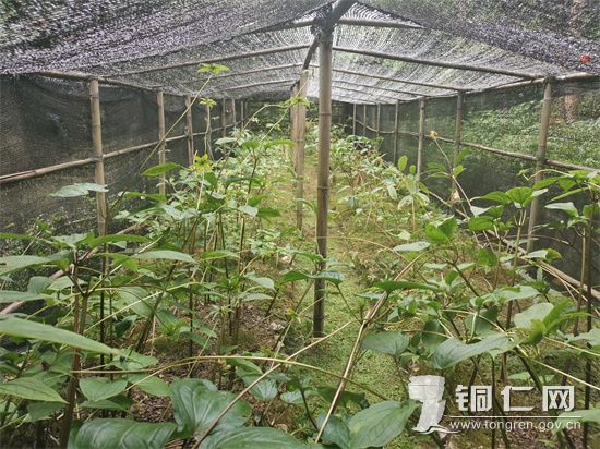 重楼种植基地