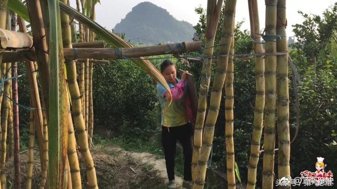 种植皇帝柑致富_种植皇帝柑致富_种植皇帝柑致富