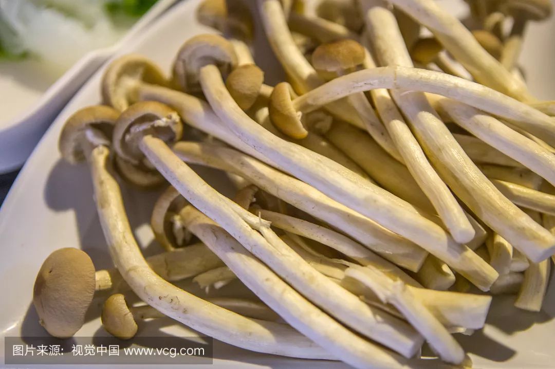 荼树菇种植技术_种菇流程_菇种植方法