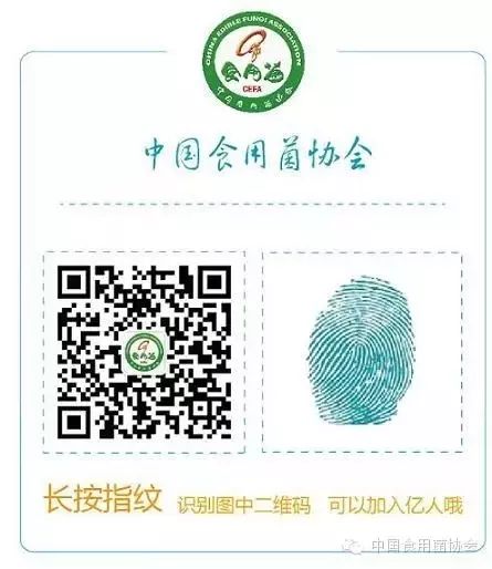 荼树菇种植技术_菇种植方法_种菇流程