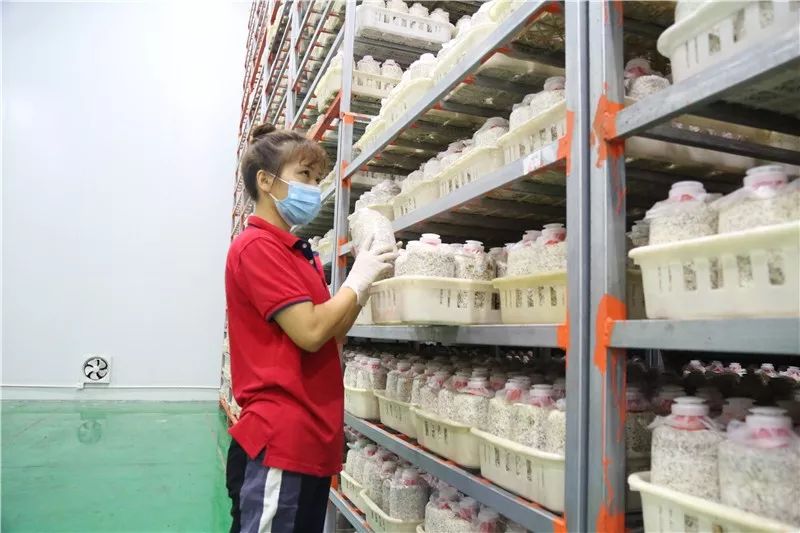 菇种植方法_菇类种植技术视频_荼树菇种植技术