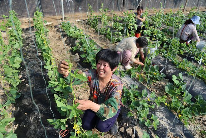 致富经大樱桃种植视频_樱桃致富经_致富经种樱桃