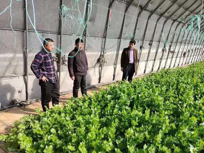 樱桃致富经_致富经大樱桃种植视频_致富经种樱桃