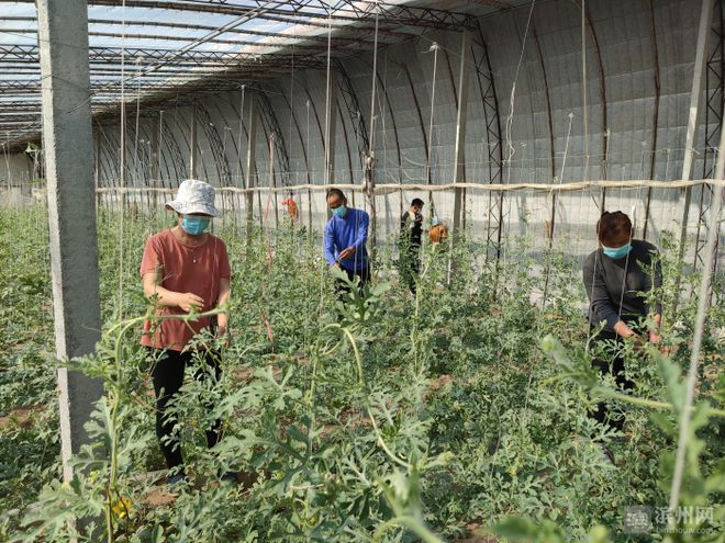 致富经大樱桃种植视频_樱桃致富经_致富经种樱桃