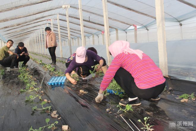 致富经种樱桃_致富经大樱桃种植视频_樱桃致富经