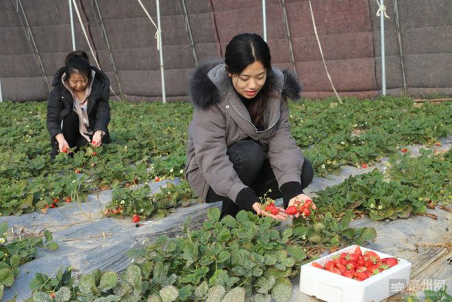 致富经种樱桃_樱桃致富经_致富经大樱桃种植视频