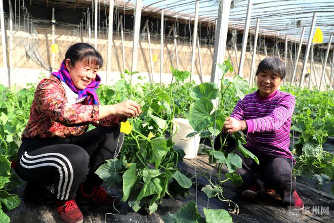 致富经种樱桃_致富经大樱桃种植视频_樱桃致富经