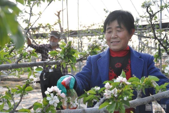 樱桃致富经_致富经大樱桃种植视频_致富经种樱桃