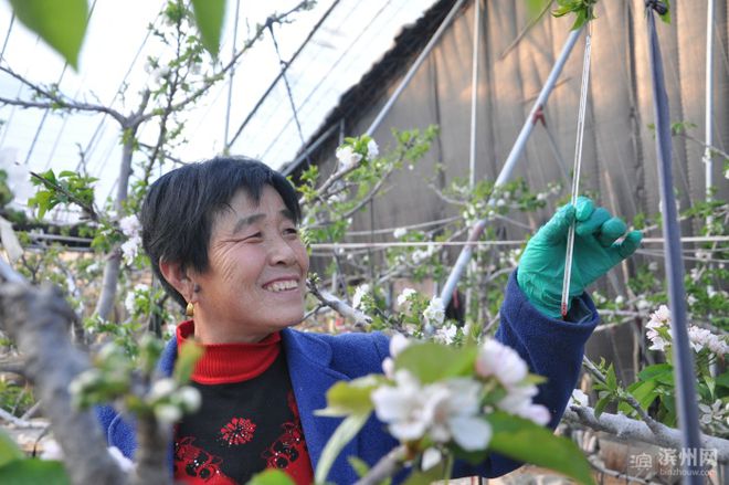 致富经大樱桃种植视频_致富经种樱桃_樱桃致富经