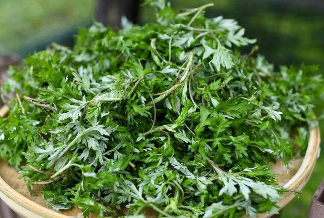 眉县南寨村：小小艾草  致富新宝