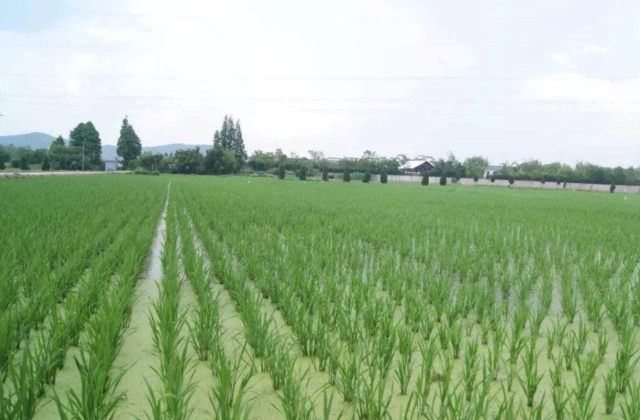 茭白田里套养小龙虾，一田双收高效益