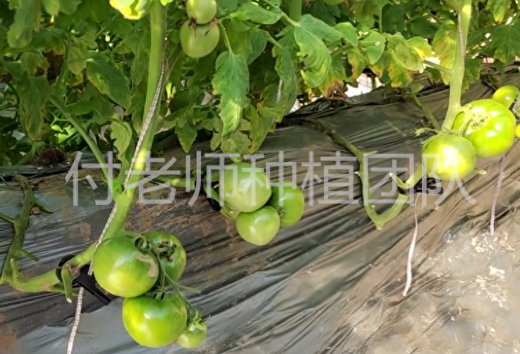 种植番茄如何促进果实膨大？做好3个方面，果个大产量高