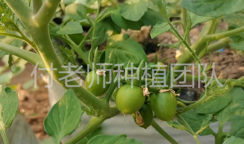西红柿种植最新技术视频_西红柿种植最新技术要求_最新西红柿种植技术
