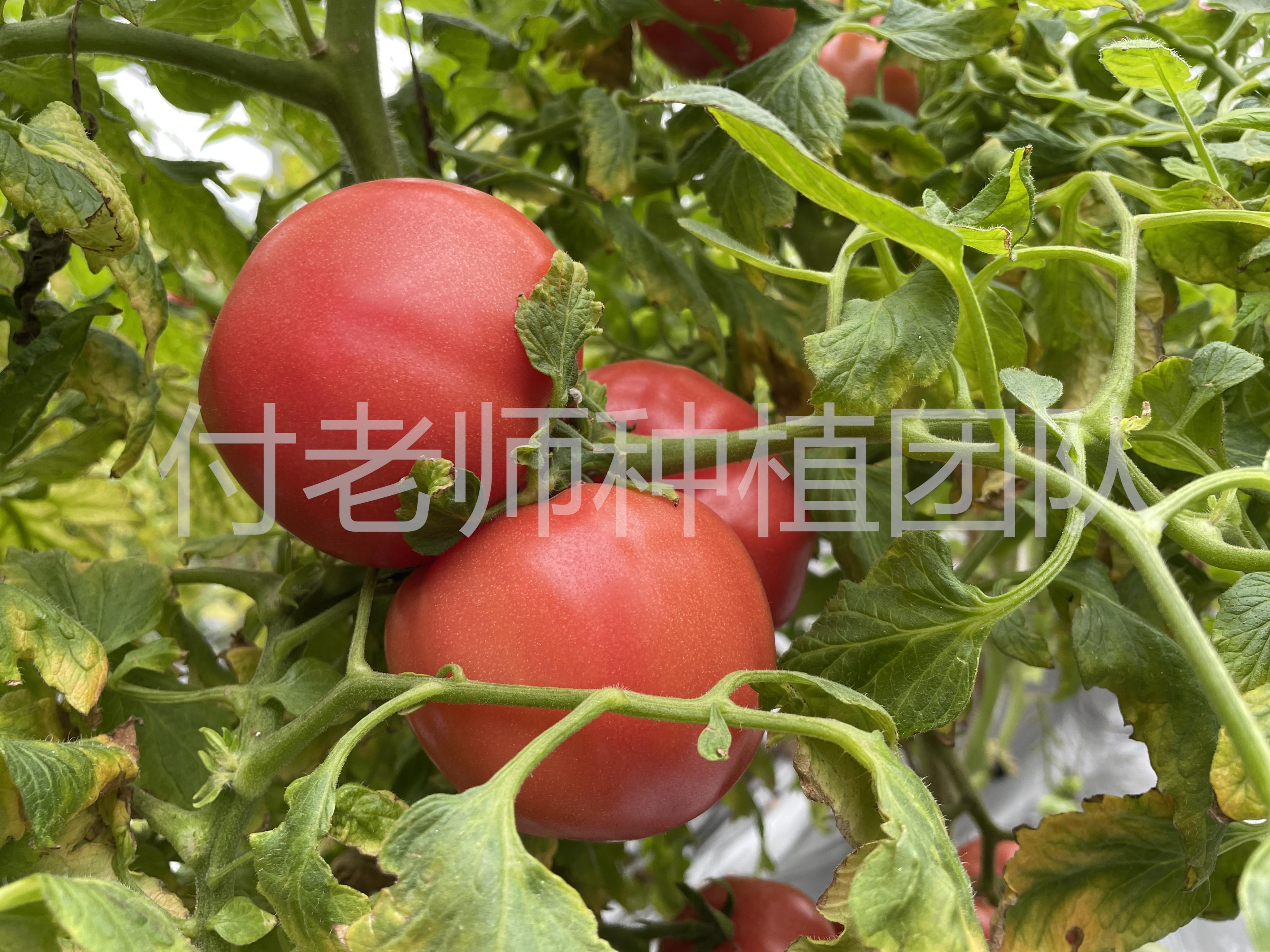 西红柿种植最新技术视频_西红柿种植最新技术要求_最新西红柿种植技术
