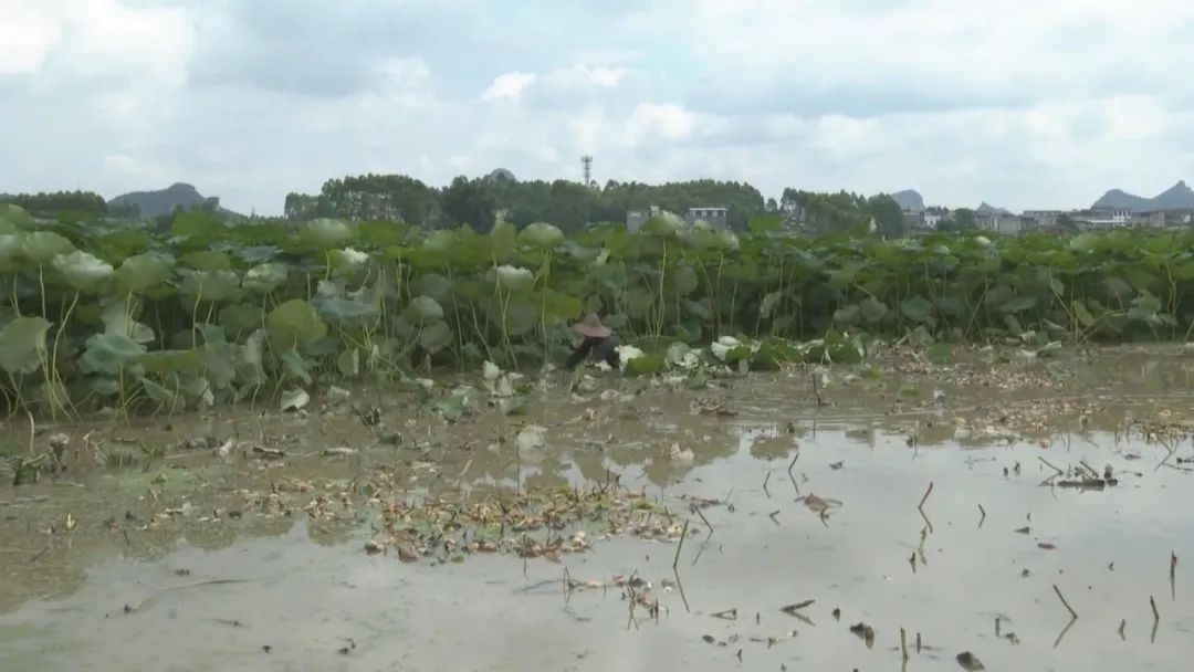 致富经种藕视频_种藕的视频_致富经高产藕种植视频