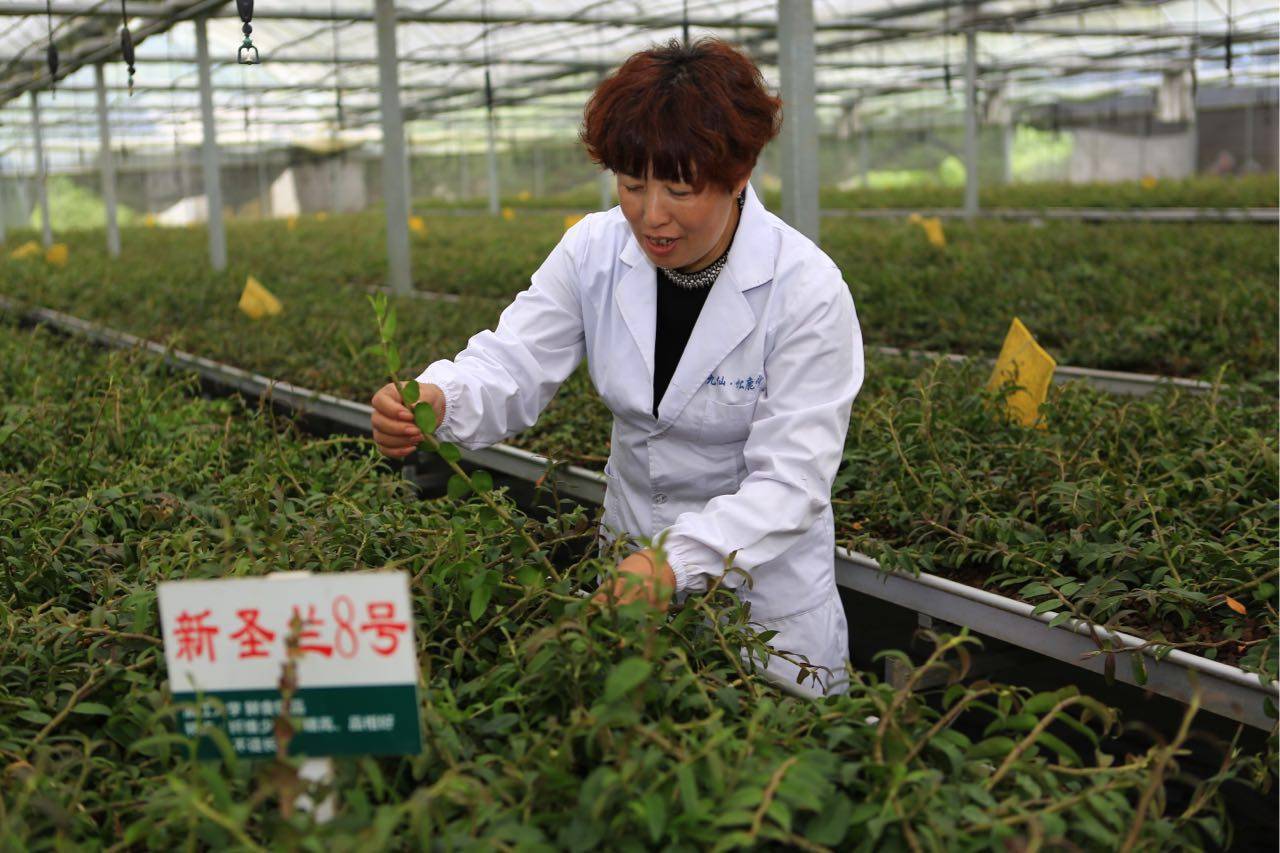 种植致富新项目_致富经创业项目农村种植业_种植创业致富