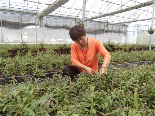 致富经创业项目农村种植业_种植创业致富_种植致富新项目