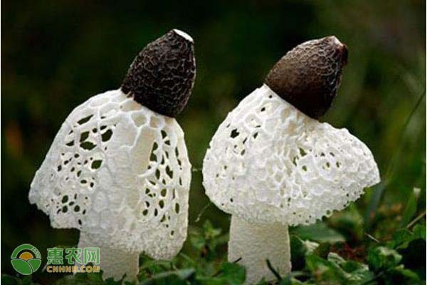 竹荪怎么种植技术_种植竹荪的全过程_种植竹荪技术与管理