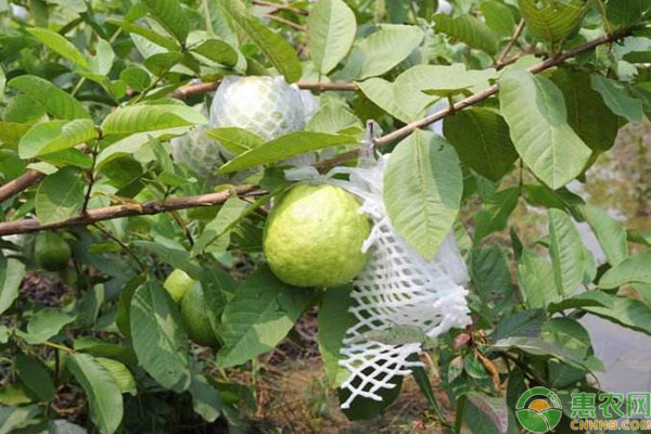 芭乐如何种植与管理？-图片版权归惠农网所有