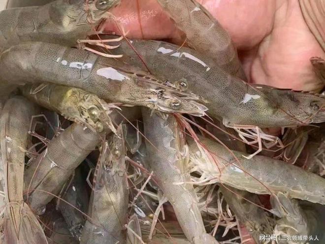 湖北鼎瑞农业大棚养殖南美白对虾几大核心要素和技术指标