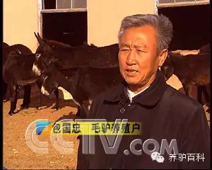 曾是一穷二白付维兴 养毛驴成功致富大老板