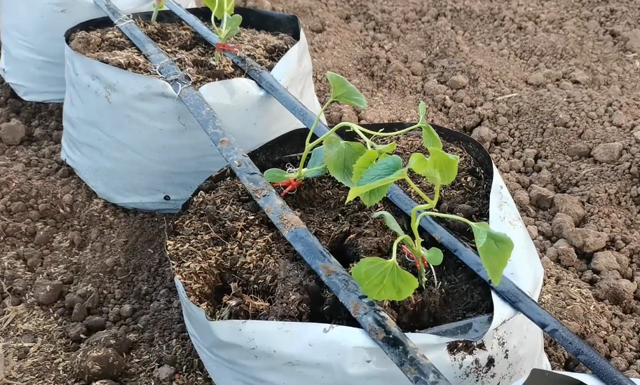 最新西红柿种植技术_西红柿种植技术大全_西红柿种植最新技术要求