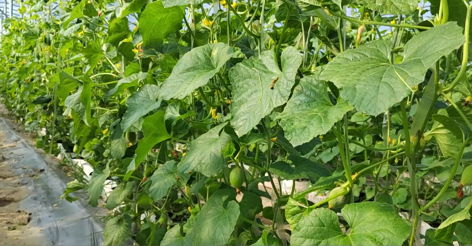 西红柿种植技术大全_西红柿种植最新技术要求_最新西红柿种植技术