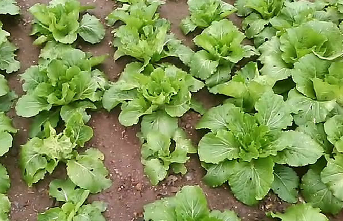 白菜种植技术大全图解_大白菜 种植技术_白菜种植技术大全视频