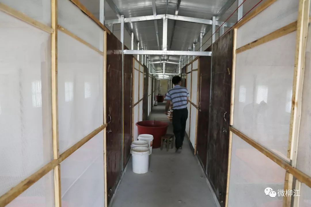 南蛇养殖基地_南蛇养殖技术_蛇类养殖技术