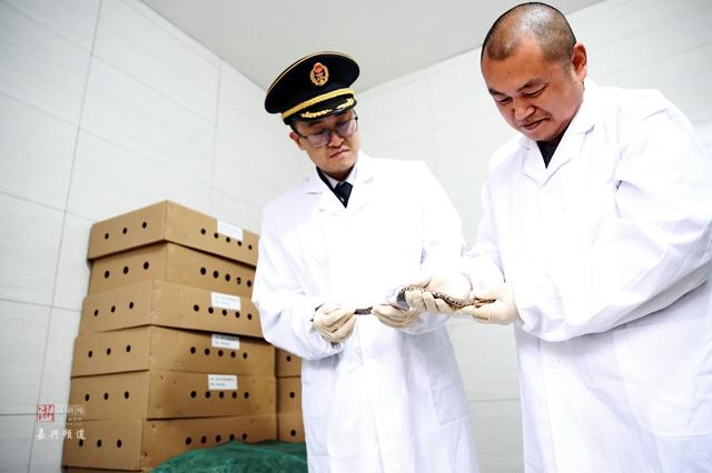 致富经养殖毒蛇视频_cctv7 致富经养蛇视频全集_致富经养蛇视频大全