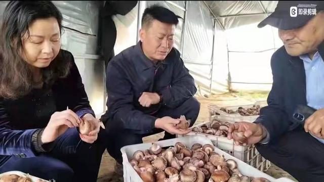 打造香菇种植品牌 带动农户增收致富