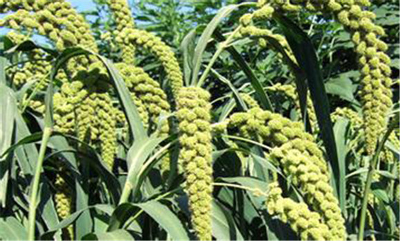 谷子种植方法