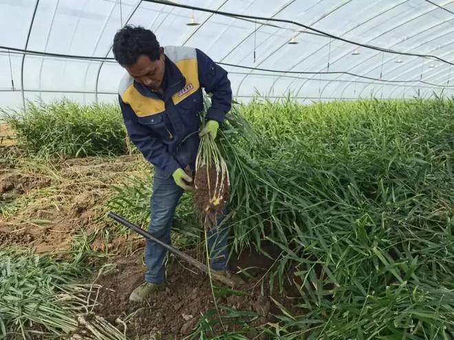安丘生姜种植面积_山东安丘生姜种植_安丘种植生姜致富