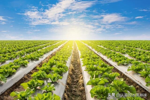 农业种植致富秘密_致富种植农业秘密是什么_致富经农业种植