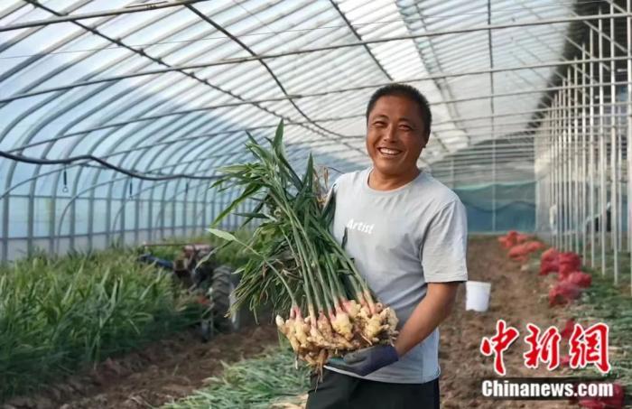 山东安丘，如何造就“小城大姜”？