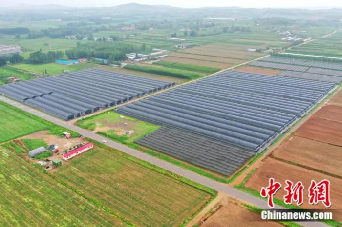 山东安丘生姜种植_安丘生姜种植面积_安丘种植生姜致富