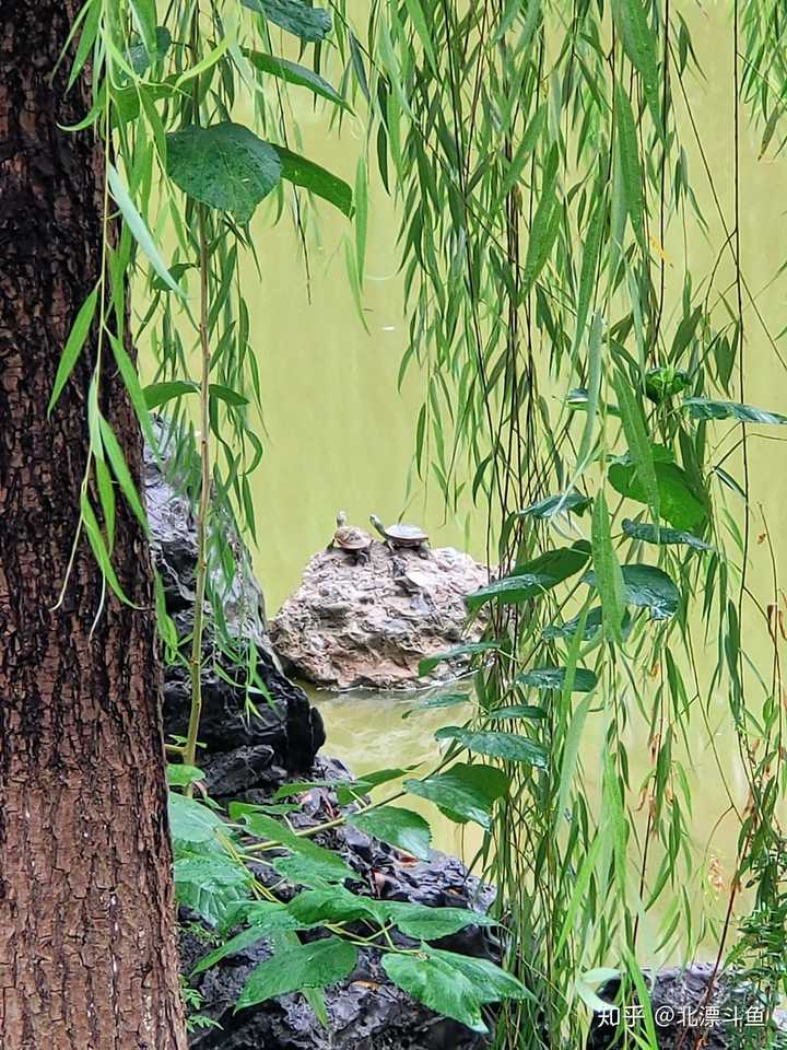 提问家里养什么鱼?