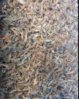 龙虾淡水养殖技术要求_淡水养龙虾怎么养视频_淡水龙虾的养殖技术