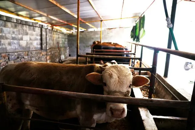 致富经肉牛_致富经肉牛养殖_致富经肉牛养殖场的视频