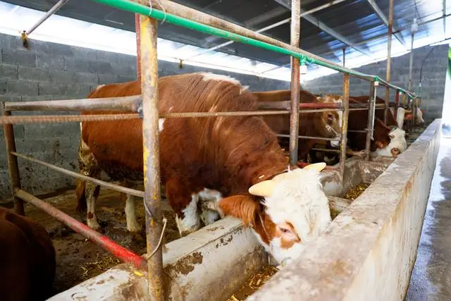 致富经肉牛养殖_致富经肉牛养殖场的视频_致富经肉牛