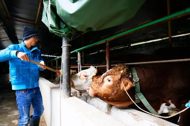 致富经肉牛_致富经肉牛养殖场的视频_致富经肉牛养殖