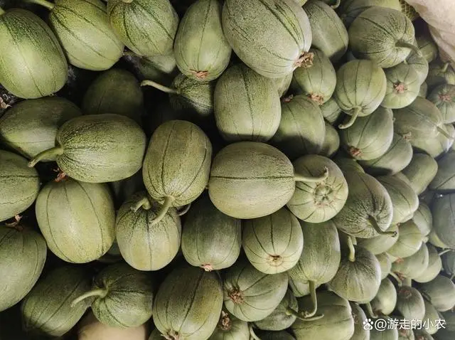 露天种植丝瓜高产栽培技术_丝瓜露天种植技术与管理视频_露地丝瓜种植技术视频