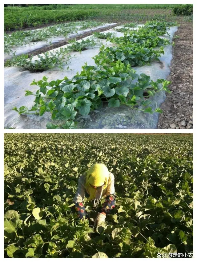 露天种植丝瓜高产栽培技术_丝瓜露天种植技术与管理视频_露地丝瓜种植技术视频