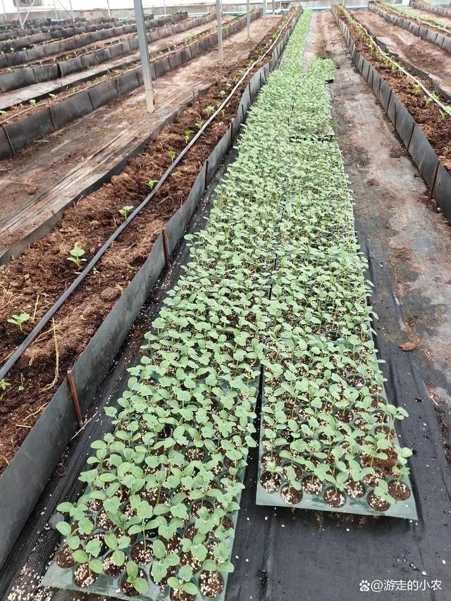 丝瓜露天种植技术与管理视频_露地丝瓜种植技术视频_露天种植丝瓜高产栽培技术