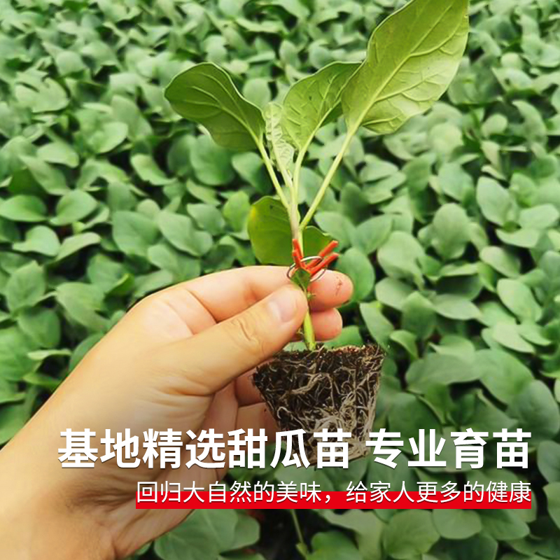 露地丝瓜种植技术视频_露天种植丝瓜高产栽培技术_丝瓜露天种植技术与管理视频