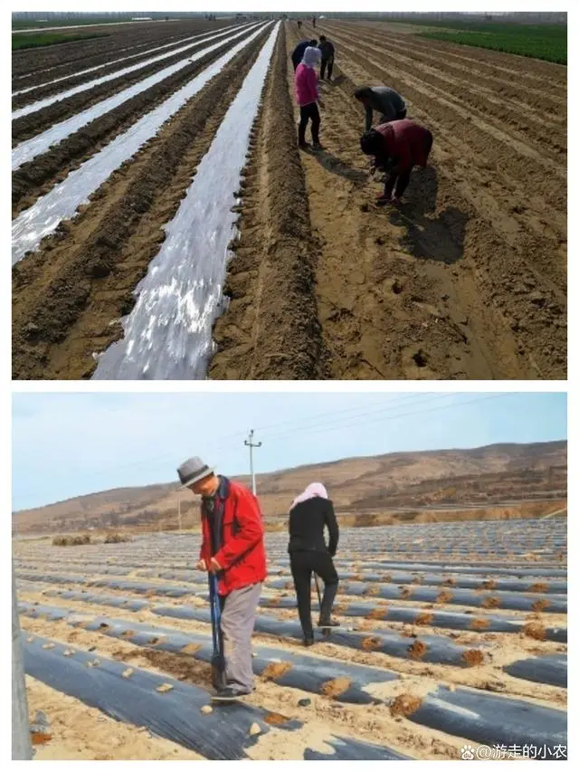 露地丝瓜种植技术视频_丝瓜露天种植技术与管理视频_露天种植丝瓜高产栽培技术