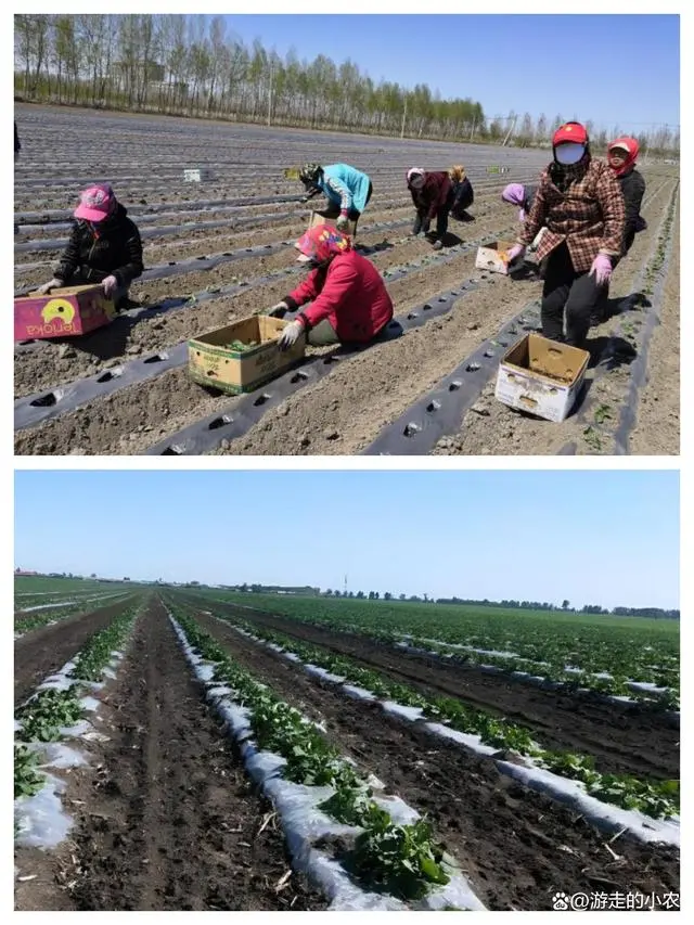 露天种植丝瓜高产栽培技术_丝瓜露天种植技术与管理视频_露地丝瓜种植技术视频