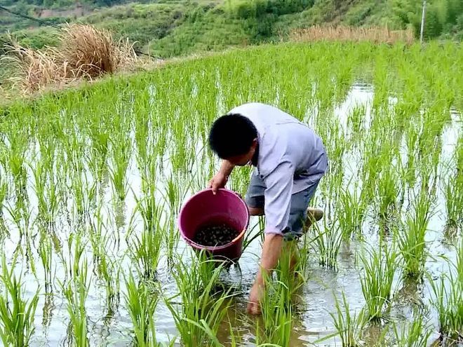 养殖田螺致富技术加盟_养殖田螺致富项目_致富养殖田螺项目介绍