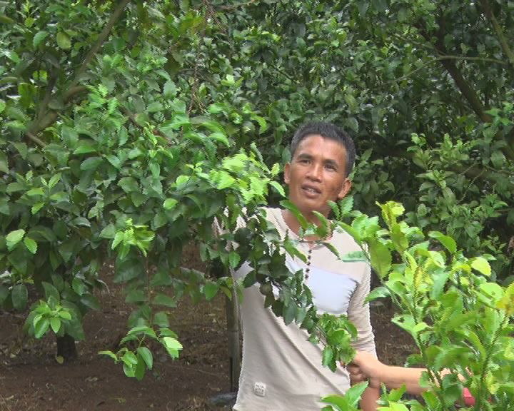 农村种植致富案例_致富种植农村故事视频_农村种植致富故事